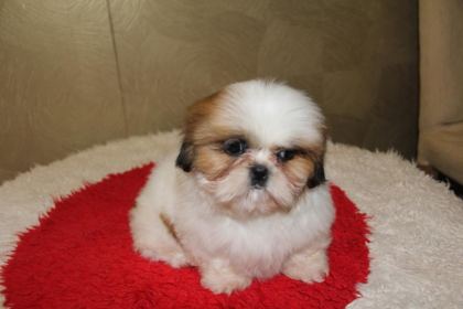 ÜRETİCİDEN SHİH TZU YAVRULARI