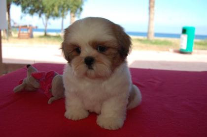 SHİH TZU SAFKAN YAVRULAR