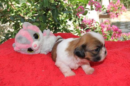 ŞECERELİ VE ÜRETİCİDEN SHİH-TZU KÖPEKLER