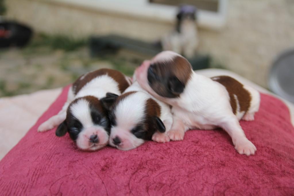 ŞECERELİ VE ÜRETİCİDEN SHİH-TZU KÖPEKLER
