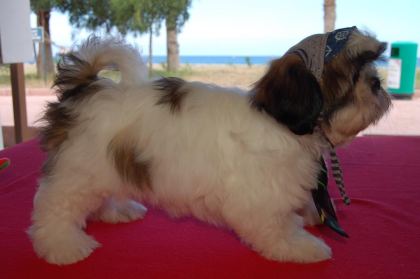 SHİH TZU SAFKAN YAVRULAR