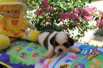 ŞECERELİ VE ÜRETİCİDEN SHİH-TZU KÖPEKLER