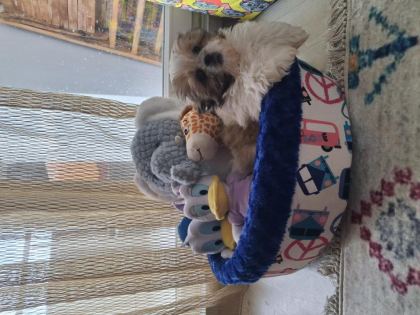 5 AYLIK SHİH TZU DİŞİ