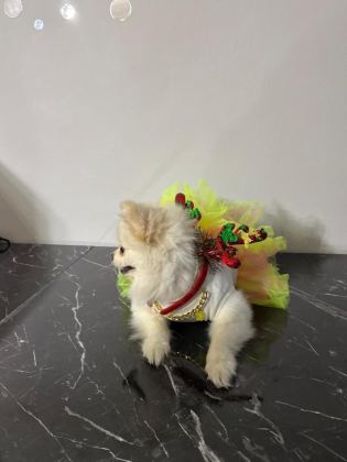 POMERANİAN BOO KIZIMIZ