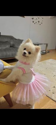 POMERANİAN BOO KIZIMIZ