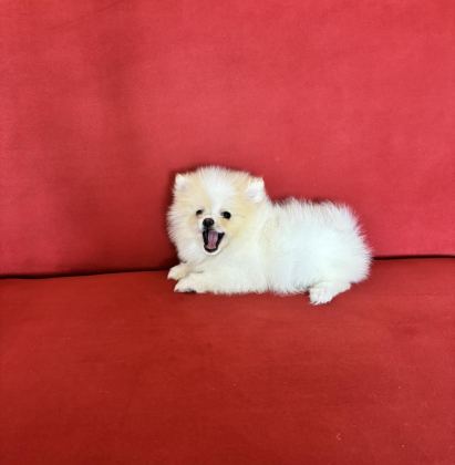 POMERANİAN BOO KÖPEĞİMİZ