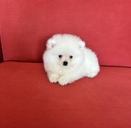 POMERANİAN BOO KÖPEĞİMİZ