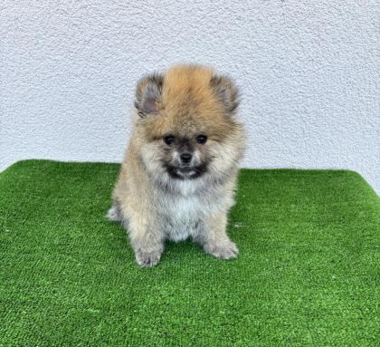 POMERANİAN BOO KÖPEĞİMİZ