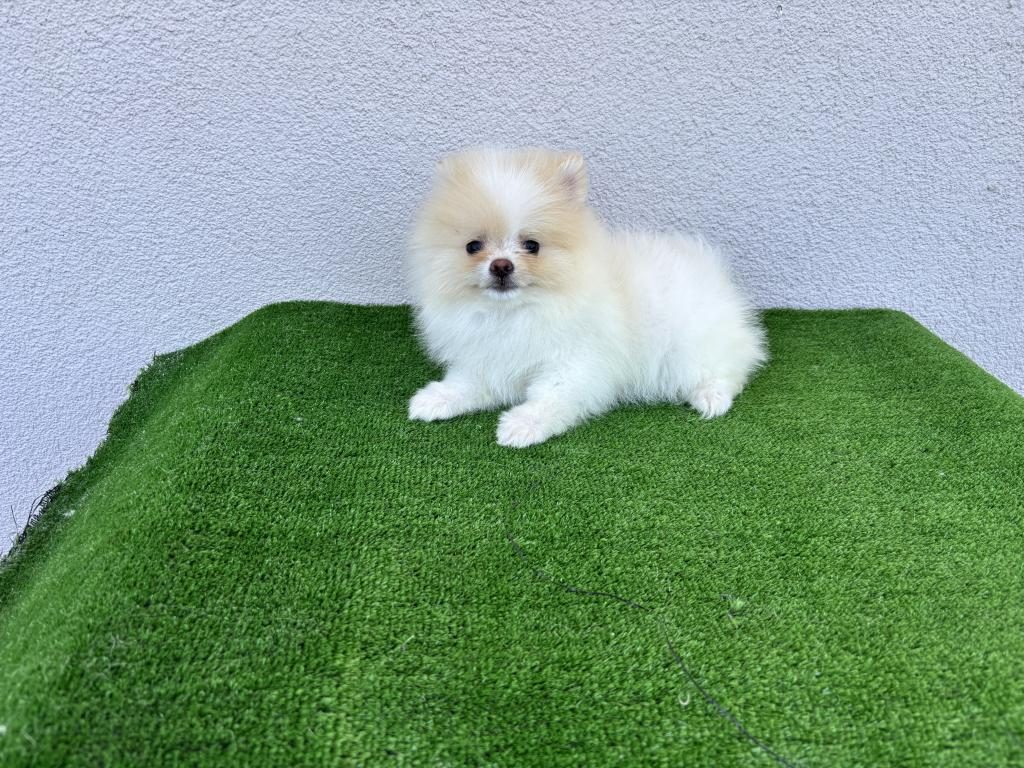 POMERANİAN BOO KÖPEĞİMİZ