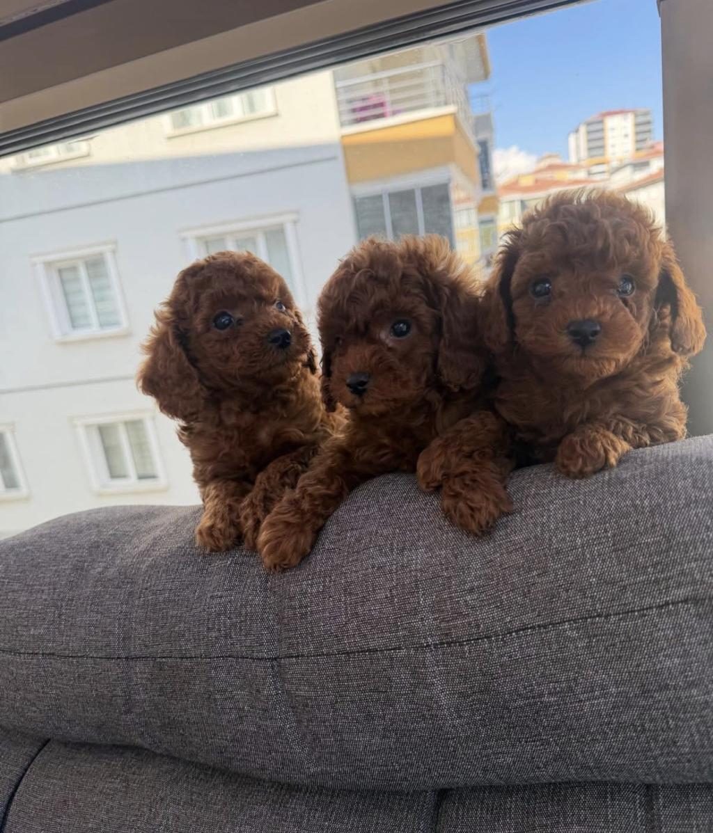 2.5 AYLIK TOY POODLE