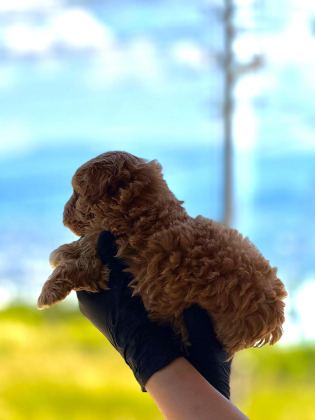 YENİ YUVASINA HAZIR MALTİPOO VE POODLE YAVRULARIMIZ