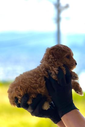 YENİ YUVASINA HAZIR MALTİPOO VE POODLE YAVRULARIMIZ