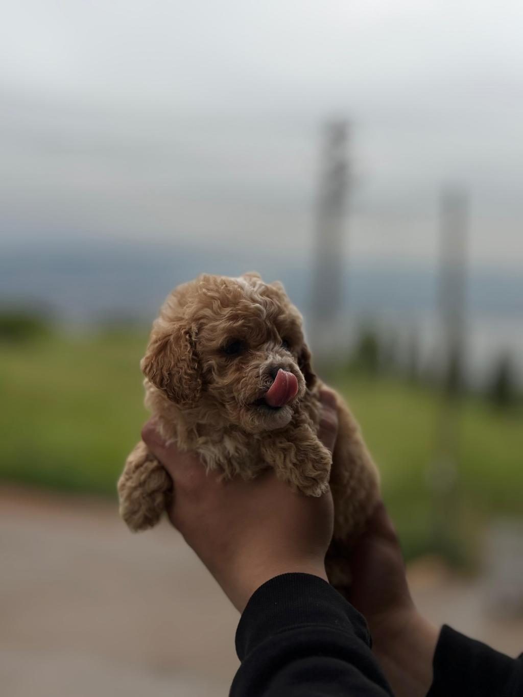YENİ YUVASINA HAZIR MALTİPOO VE POODLE YAVRULARIMIZ