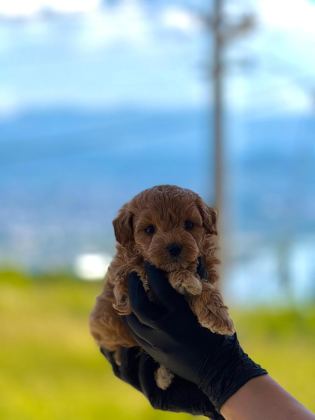 YENİ YUVASINA HAZIR MALTİPOO VE POODLE YAVRULARIMIZ