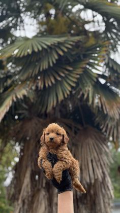 MALTİPO VE POODLE YAVRULARIMIZ YUVALARINI ARIYOR