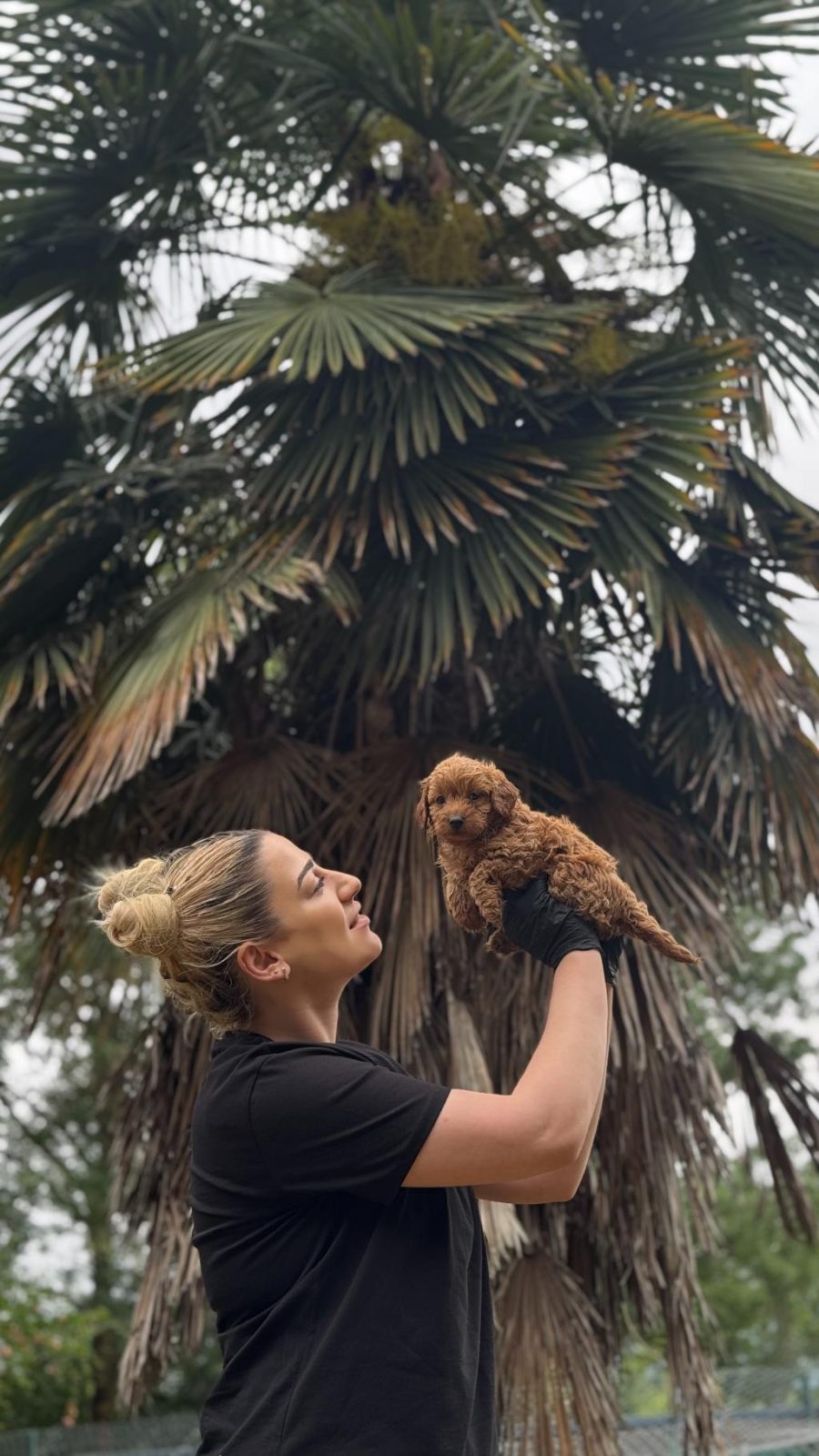 MALTİPO VE POODLE YAVRULARIMIZ YUVALARINI ARIYOR