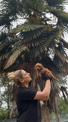 MALTİPO VE POODLE YAVRULARIMIZ YUVALARINI ARIYOR