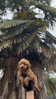 MALTİPO VE POODLE YAVRULARIMIZ YUVALARINI ARIYOR