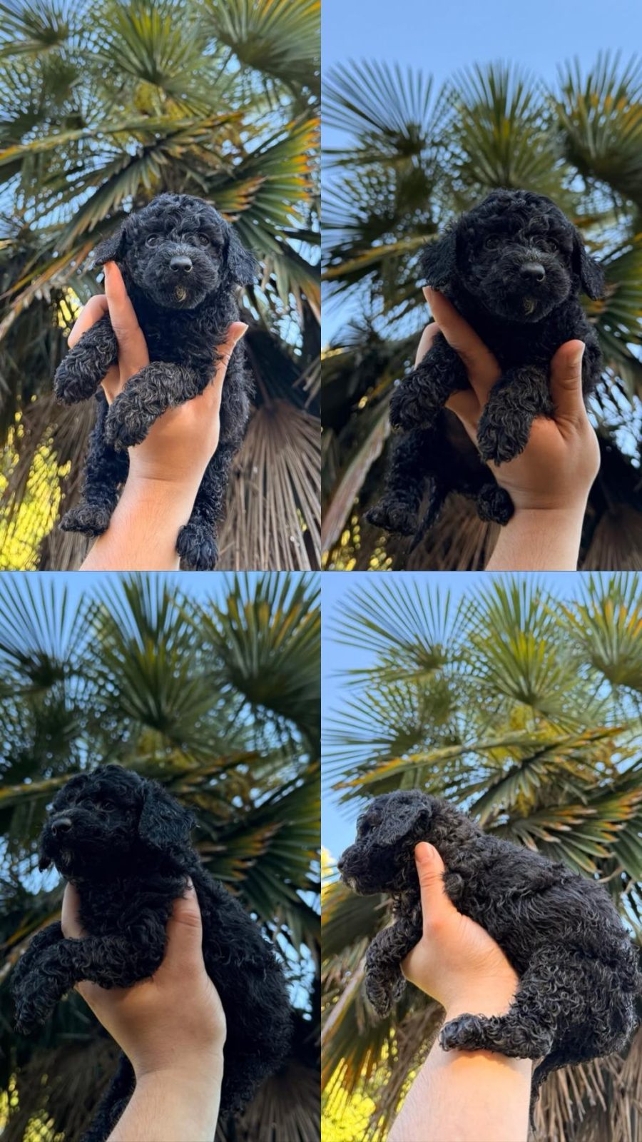 TEACUP SAĞLIKLI IRK GARANTİLİ POODLE