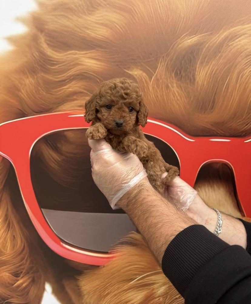TOY POODLE BABYFACE YAVRULARIMIZ