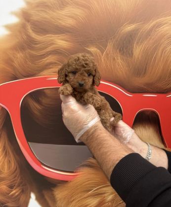 TOY POODLE BABYFACE YAVRULARIMIZ