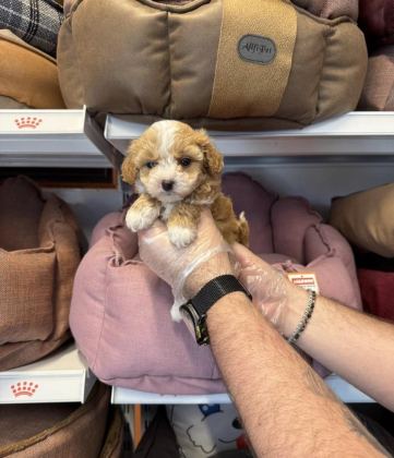 BİBLO GİBİ MALTİPOO YAVRULARIMIZ