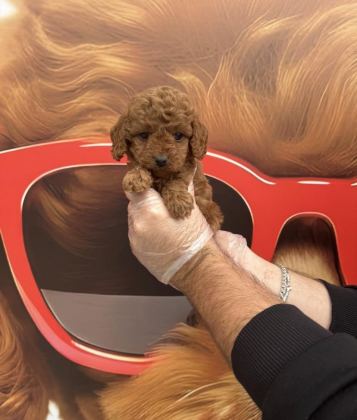 TOY POODLE BABYFACE YAVRULARIMIZ