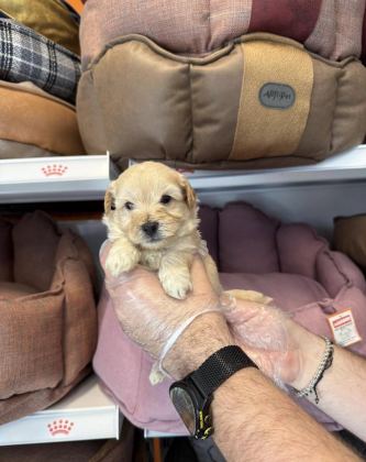 BİBLO GİBİ MALTİPOO YAVRULARIMIZ