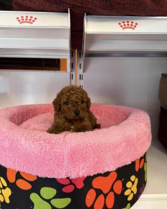 TOY POODLE BABYFACE YAVRULARIMIZ