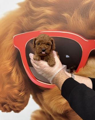 TOY POODLE BABYFACE YAVRULARIMIZ
