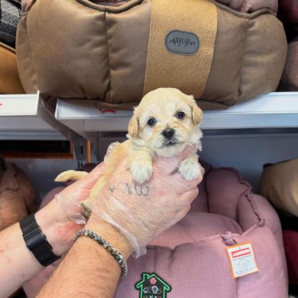 BEBEK YÜZLÜ MALTİPOO YAVRULARIMIZ