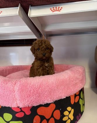 TOY POODLE BABYFACE YAVRULARIMIZ