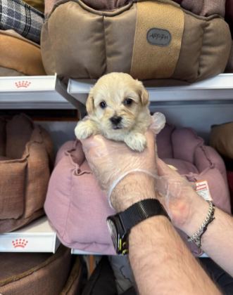 BİBLO GİBİ MALTİPOO YAVRULARIMIZ