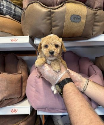 BEBEK YÜZLÜ MALTİPOO YAVRULARIMIZ