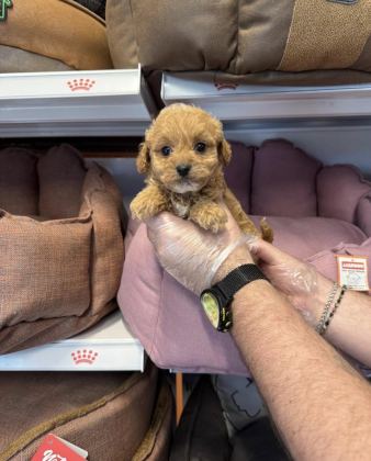 BEBEK YÜZLÜ MALTİPOO YAVRULARIMIZ