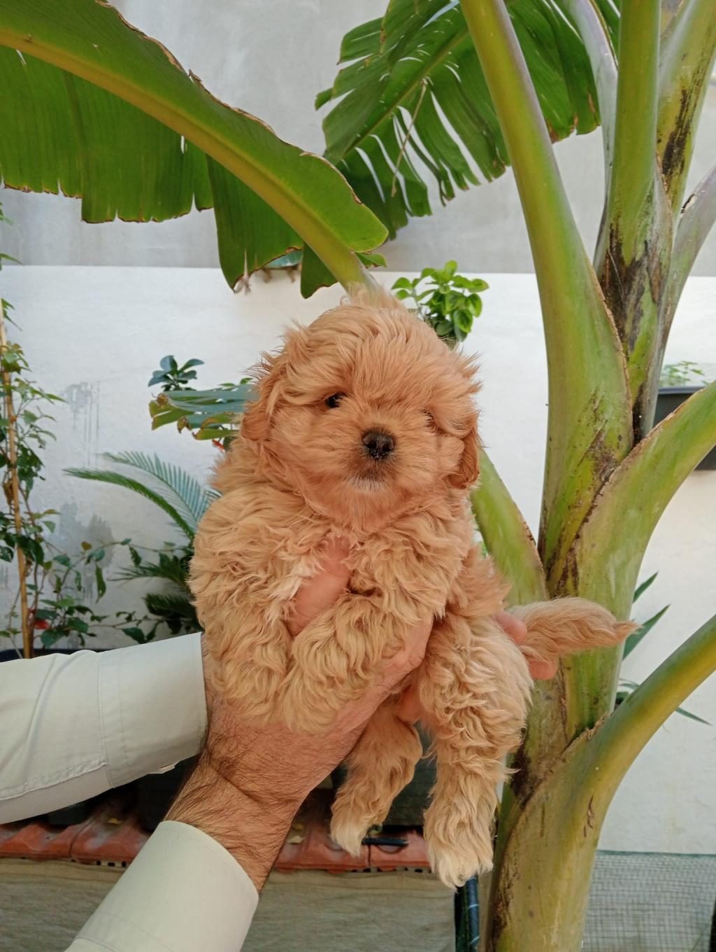 MALTİPOO YAVRULAR