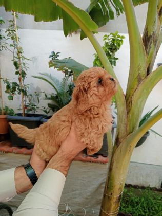 MALTİPOO YAVRULAR
