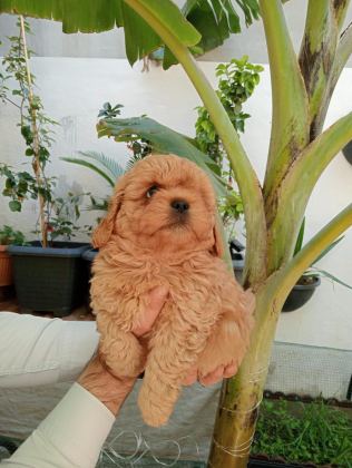 MALTİPOO YAVRULAR