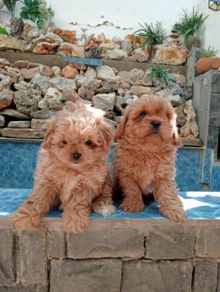 MALTİPOO YAVRULAR