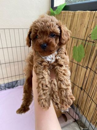 2 DİŞİ TOY POODLE