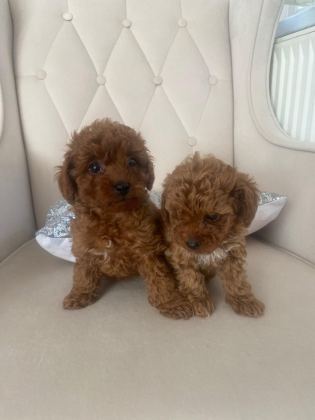 2 DİŞİ TOY POODLE