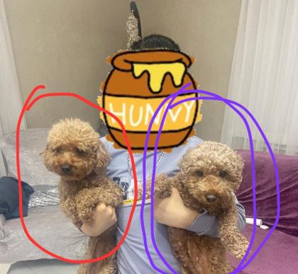 2 DİŞİ TOY POODLE