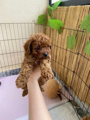 2 DİŞİ TOY POODLE