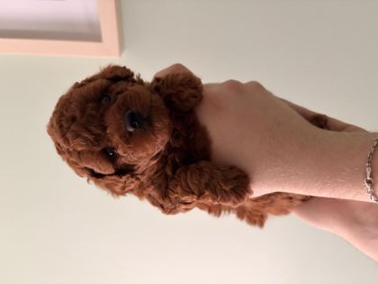 TOY POODLE YAVRULARI