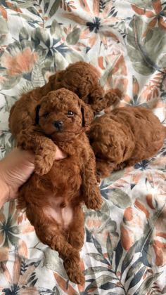 TOY POODLE YAVRULARI