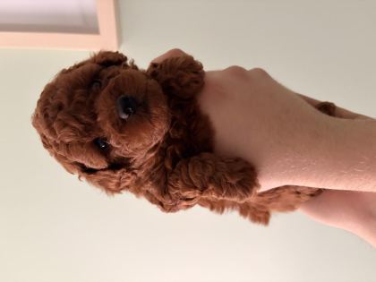 TOY POODLE YAVRULARI