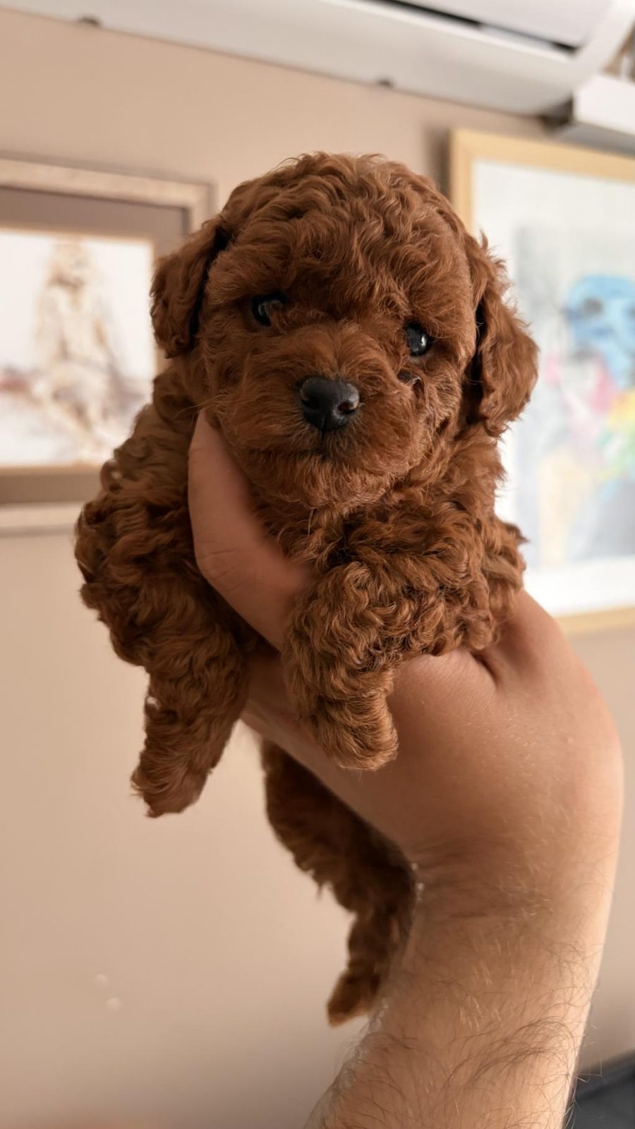TOY POODLE YAVRULARI