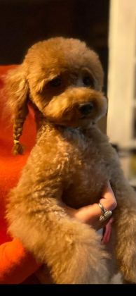 BİRBİRİNDEN TATLI KORE POODLE BEBEKLER SİZİ BEKLİYOR