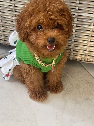 BİRBİRİNDEN TATLI KORE POODLE BEBEKLER SİZİ BEKLİYOR