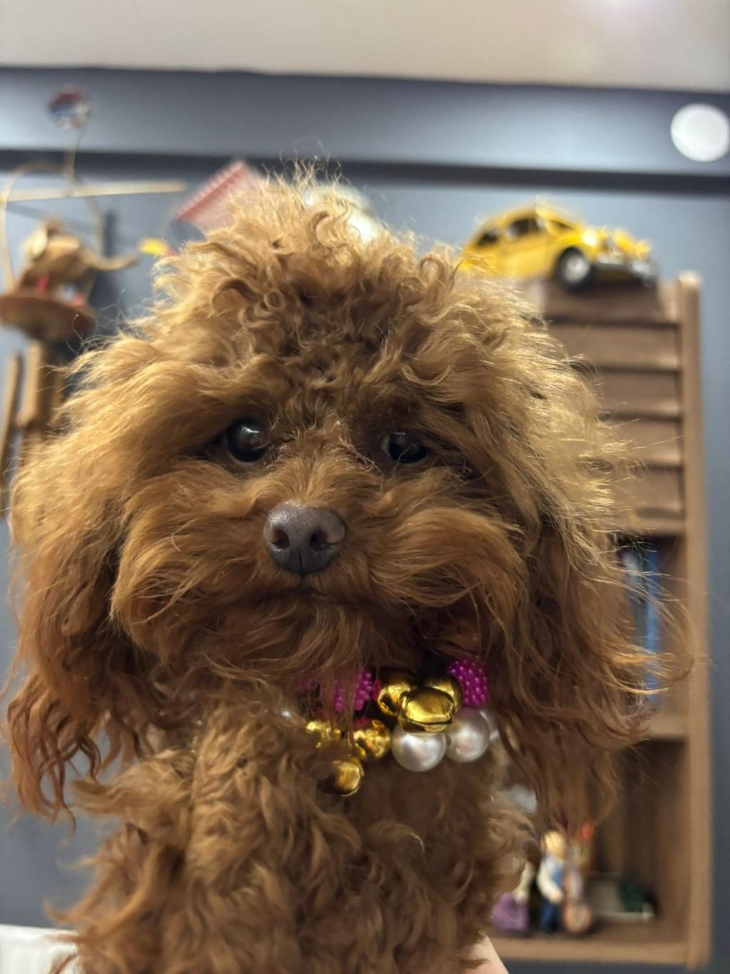 BİRBİRİNDEN TATLI KORE POODLE BEBEKLER SİZİ BEKLİYOR